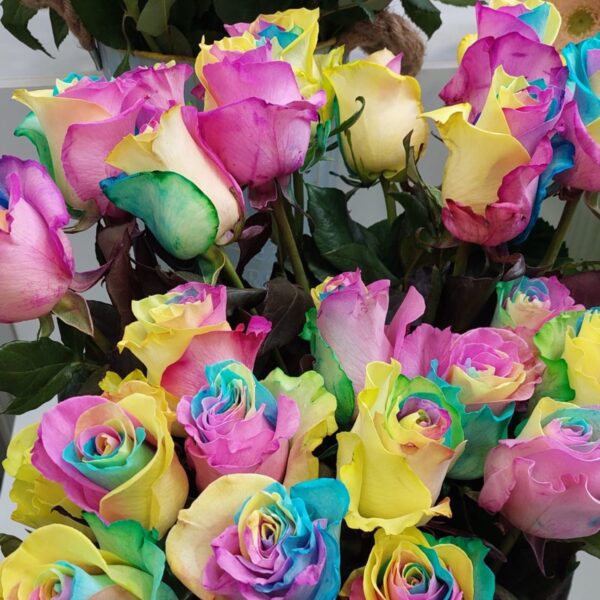 Rainbow ruze Rainbow ruze