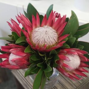 King Protea