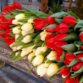 tulipani